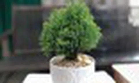 6 loại cây có tác dụng chữa lành, tái tạo năng lượng, giúp gia chủ vui vẻ yêu đời