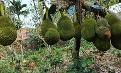 Nhìn sự bất thường trên cây mít vườn nhà, tôi phát hiện ra bí mật của mẹ