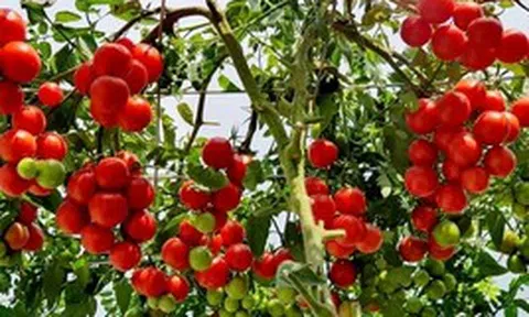 Lời khuyên đến những gia đình đang trồng cây cà chua