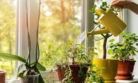6 loại cây cực tốt khi trồng trong nhà: Thanh lọc không khí, đuổi côn trùng, "túi thuốc" chữa bách bệnh