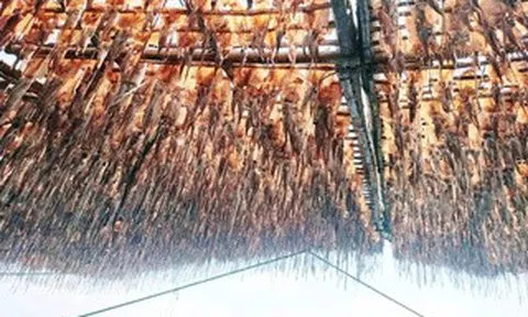 Tàu câu mực thu gần chục tỉ đồng mỗi chuyến biển, nhờ giá mực khô tăng cao kỷ lục