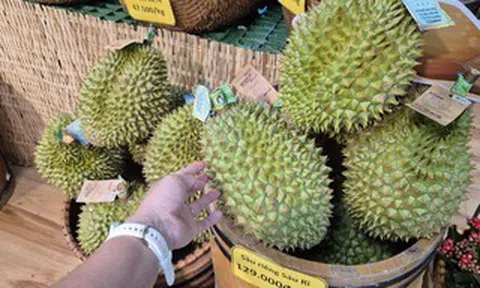 Giá sầu riêng tại vườn “chạm đáy”, vì sao giá bán lẻ vẫn cao?