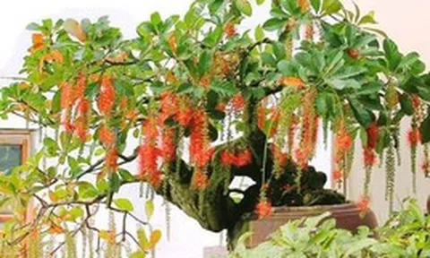 4 cây nhà giàu thích trồng