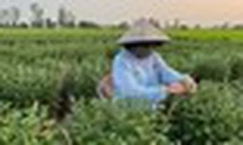 Loài cây tưởng chỉ trưng cho đẹp, ai ngờ còn là thuốc quý được Mỹ đánh giá cao: Người Việt dùng nhiều mà ít biết