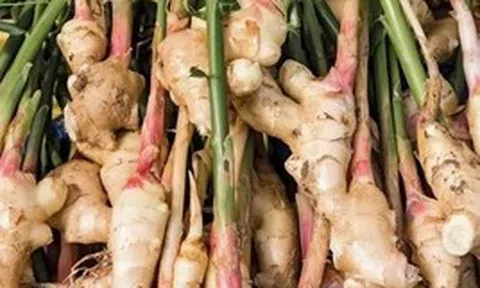 Lời khuyên đến những gia đình đang trồng riềng