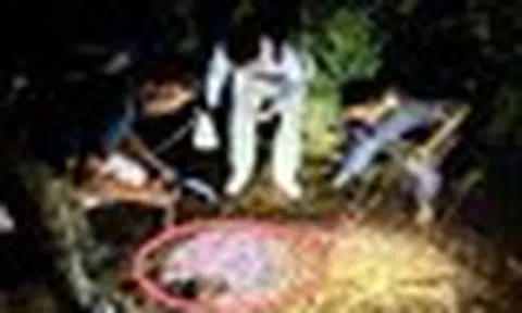 Đang khảo sát trong rừng, chuyên gia sững người khi thấy sinh vật 'hai đầu' kỳ lạ: Chưa từng thấy bao giờ