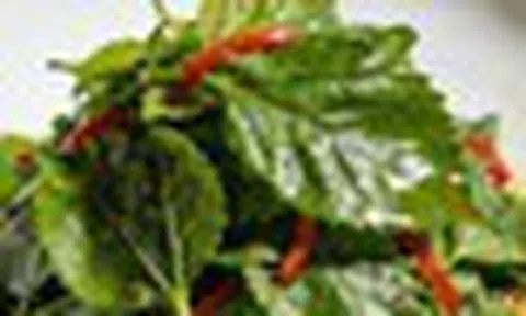Loại lá bệnh tiểu đường rất sợ: Bổ như sâm, dưỡng sáng mắt, khỏe gan, tốt sức khỏe đủ đường