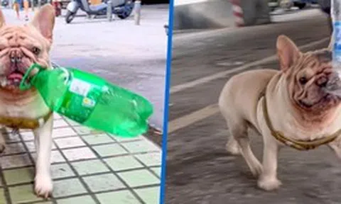 Chú chó đang gây sốt vì kiếm được hàng trăm triệu chỉ nhờ nhặt ve chai