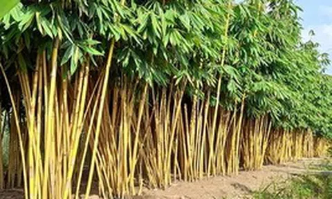 Lời khuyên dành cho những gia đình đang trồng cây tre