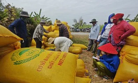 Nông dân không có tài khoản ngân hàng, doanh nghiệp phải “đẻ” thêm công ty trung gian