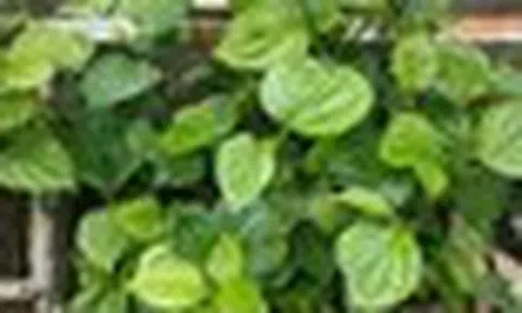 Lời khuyên dành cho những gia đình đang trồng cây lá lốt