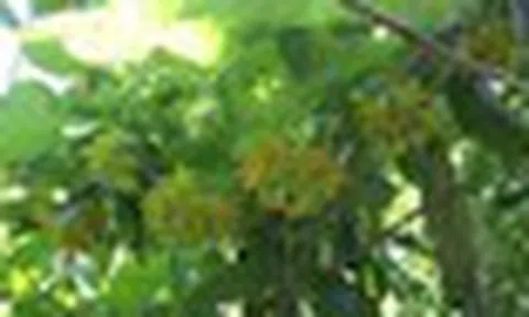 7 lý do tại sao nên trồng giàn thiên lý trong sân nhà