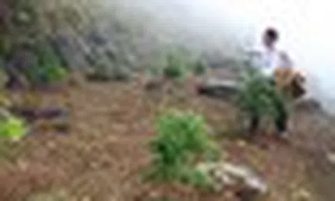 Loại gỗ quý hiếm chỉ 2 quốc gia sở hữu, giới khoa học tìm cách "cứu": Việt Nam còn khoảng 1.000 cây