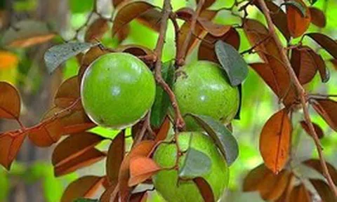 Lời khuyên dành cho các gia đình đang trồng vú sữa