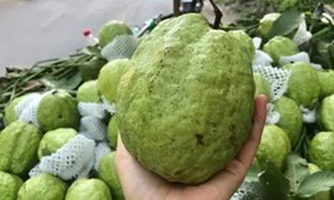 Lời khuyên khi mua ổi