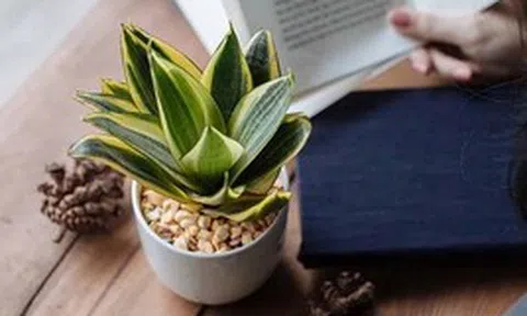 Tại sao mỗi bàn học nên có một chậu lưỡi hổ?