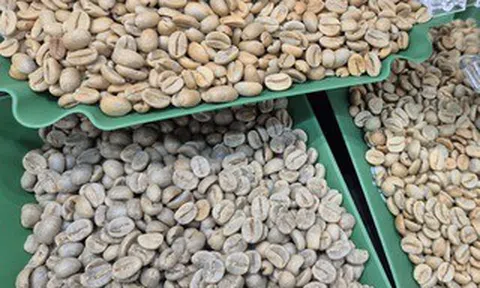 Giá cà phê hôm nay 14-5: Robusta tăng mạnh