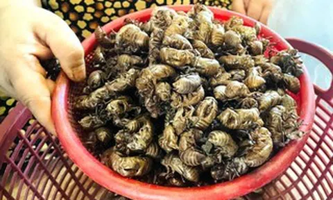 Người dân Gia Lai đổ xô tìm xác ve sầu bán giá cao