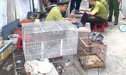TPHCM: Tạm giữ 28 con chim nuôi nhốt không rõ nguồn gốc