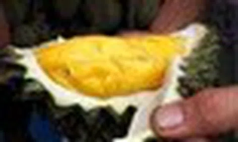 Trái sầu riêng được trả giá gần 1 tỷ đồng có gì đặc biệt: Có nơi tốn hơn 50 triệu đồng chỉ để tưới nước
