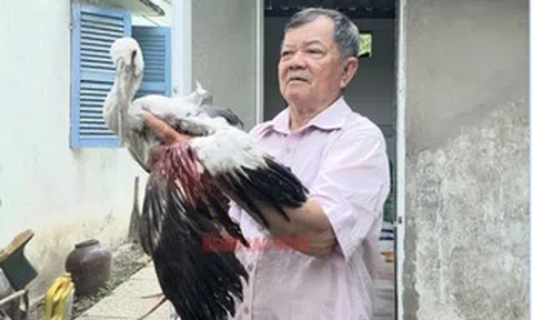 Vườn chim của lão nông 80 tuổi trước nguy cơ "xoá sổ", Chủ tịch tỉnh Vĩnh Long chỉ đạo "nóng"