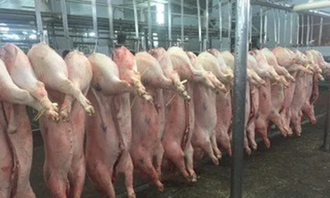 Giá heo hơi hôm nay, 17-5: Chợ đầu mối giảm đáng kể