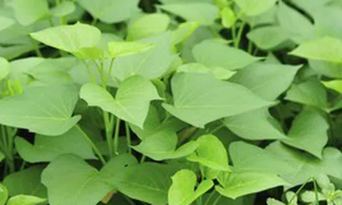 2 điều tuyệt đối nên tránh khi ăn rau lang