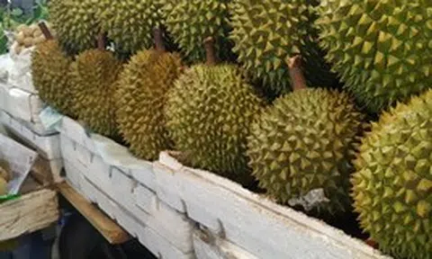 Lời khuyên khi mua sầu riêng