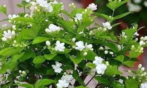 Lời khuyên dành cho những gia đình đang trồng hoa nhài
