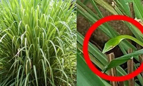 4 lý do nên trồng sả trong nhà