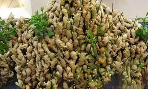 Lợi ích của trồng gừng