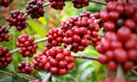 Thứ đã 'bán đứng' nhiều chủ đồn điền cà phê
