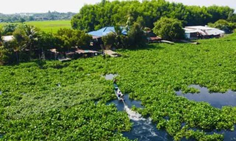 Cận cảnh nước sông Vàm Cỏ Đông chuyển màu đen trên cả một vùng rộng lớn, bốc mùi hôi