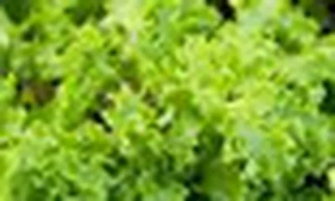 Xà lách tươi ngon suốt 30 ngày khi được bọc trong thứ này - nhà nào cũng có sẵn