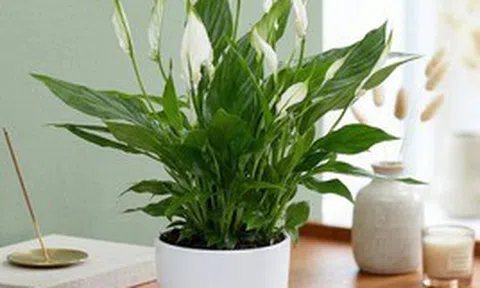 Tại sao mỗi bàn học nên có một chậu lan ý?