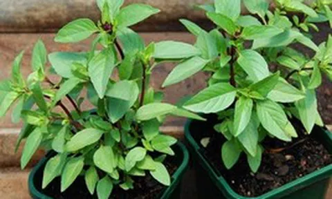 Lợi ích của cây húng quế