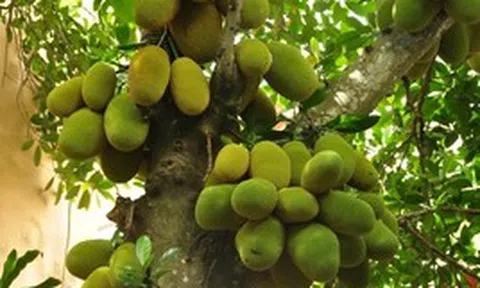 Lời khuyên cho các gia đình trồng cây mít