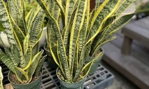5 lý do nên trồng lưỡi hổ trong nhà