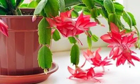 Có nên trồng Lan Càng Cua trước cửa nhà không?