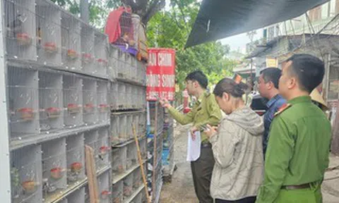 Tạm giữ gần 1.000 cá thể chim hoang dã tại 3 cửa hàng chim cảnh
