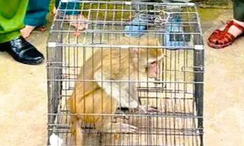Khỉ hoang đi lạc vào khu dân cư, người dân bắt giao nộp công an
