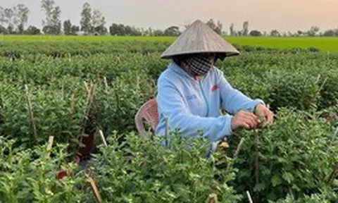 Loài cây tưởng chỉ trưng cho đẹp, ai ngờ còn là thuốc quý được Mỹ đánh giá cao: Người Việt dùng nhiều mà ít biết