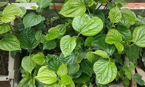 Lời khuyên dành cho những gia đình đang trồng cây lá lốt