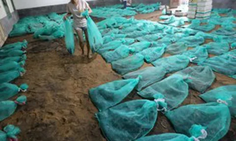 Phát hiện cô gái 9X bỏ phố về quê nuôi 60.000 con vật vừa dài vừa độc, thu nhập gần 4 tỷ đồng mỗi năm