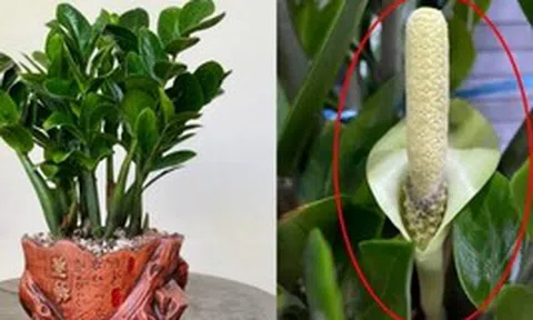Hiện tượng kim tiền nở hoa