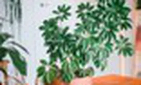 5 loại lá cây cảnh phổ biến có tác dụng kỳ diệu cho sức khỏe