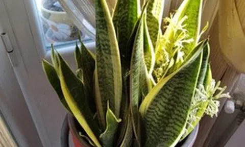 Hiện tượng lưỡi hổ nở hoa