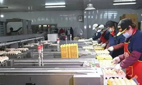"Đột nhập" nhà máy sản xuất 450.000 quả trứng tươi/ngày, phát hiện "thông tin" về dây chuyền chế biến được đầu tư hơn 193 tỷ đồng