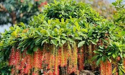 Hiện tượng lộc vừng nở hoa