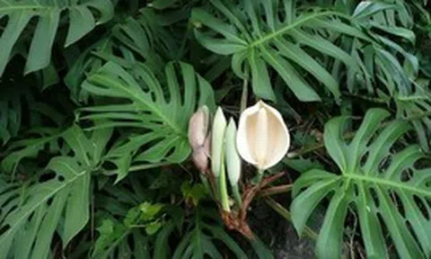 Hiện tượng trầu bà nở hoa